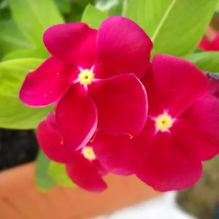 Bed & Breakfast Hermosa *