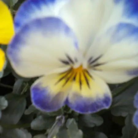 Bed & Breakfast Hermosa Vallermosa