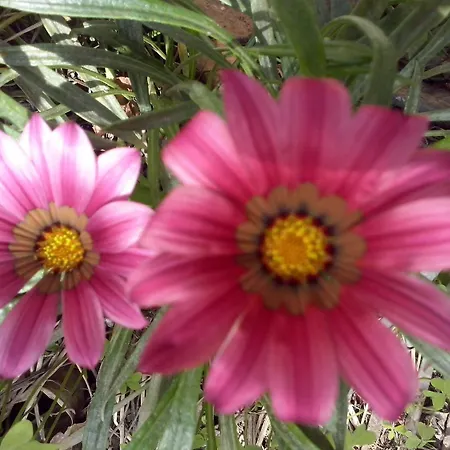 Alojamento de Acomodação e Pequeno-almoço Hermosa Vallermosa