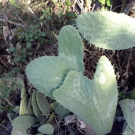 Alojamento de Acomodação e Pequeno-almoço Hermosa Vallermosa