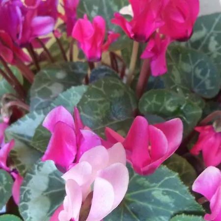 Hermosa Alojamento de Acomodação e Pequeno-almoço Vallermosa