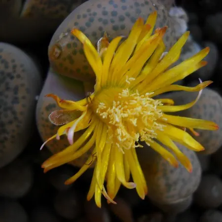 Alojamento de Acomodação e Pequeno-almoço Hermosa